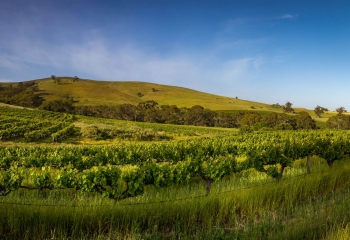 Barossa+Valley+Vineyard+Morning.jpg