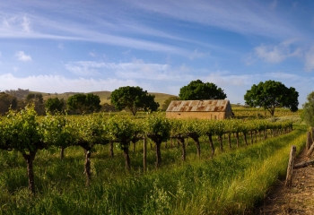 Barossa+Valley+Vineyard+with+Building_.jpg