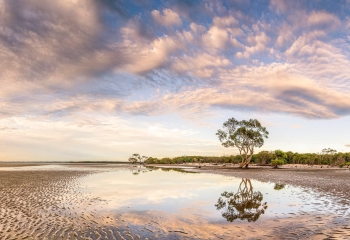 Low+Tide+Isolated+Tree+(1).jpg
