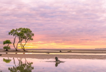 Low+Tide+Isolated+Tree+(2).jpg