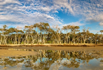 Low+Tide+Mangroves.jpg