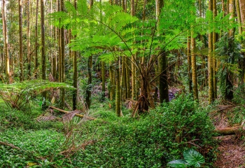 Rainforest+(1).jpg