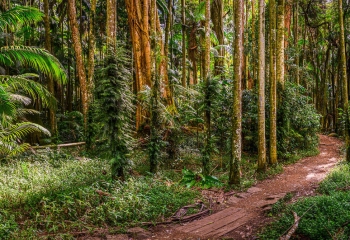 Rainforest+(2).jpg