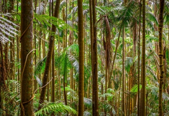 Rainforest+(3).jpg