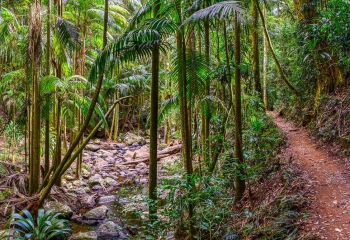 Rainforest+(4).jpg
