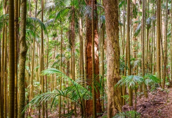 Rainforest+(3).jpg