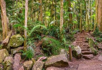 Rainforest+(4).jpg